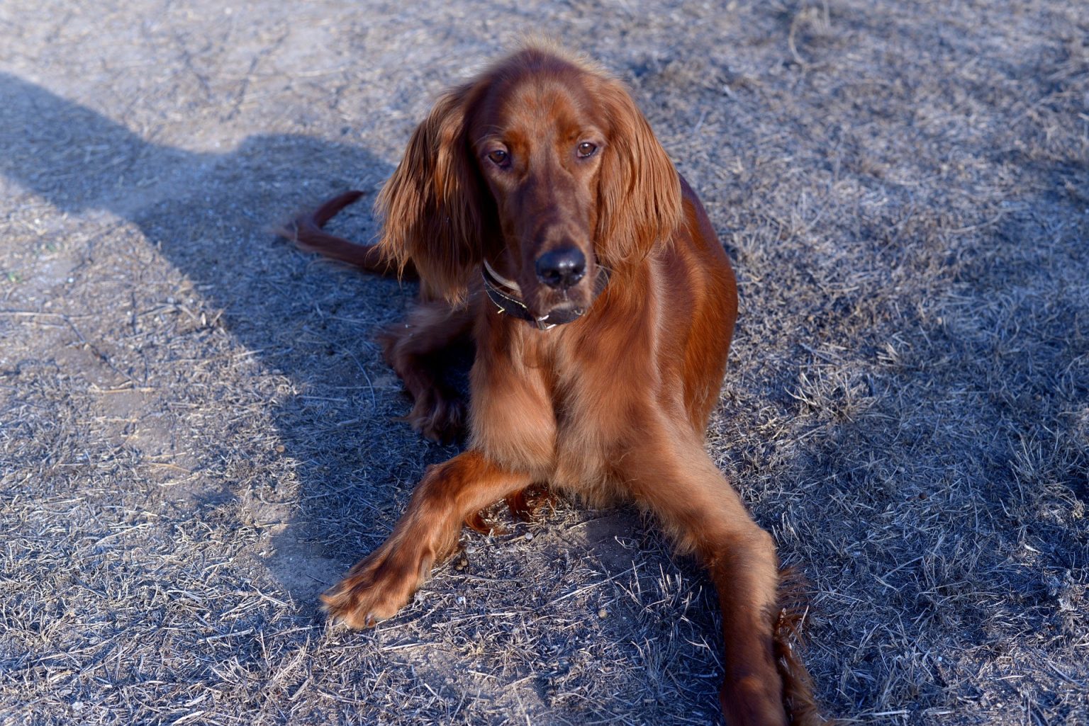 Theo, Irish Setter Cold tailSyndrome Tierbioresonanz Hamburg