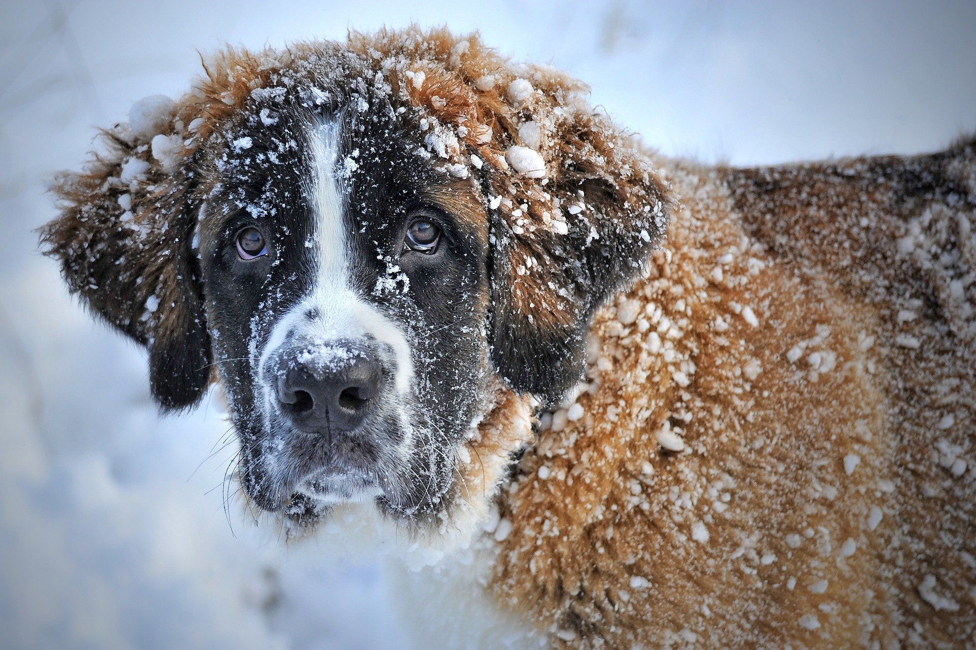 Arthrose beim Hund - Tierbioresonanz Hamburg